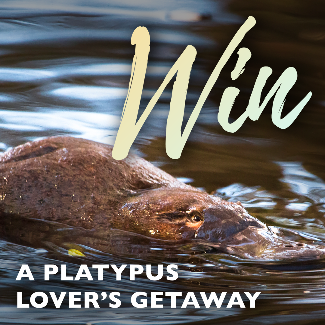 Platypus Maleny, Platypus Whispers, Maleny Giveaway Sunshine Coast Hinterland
