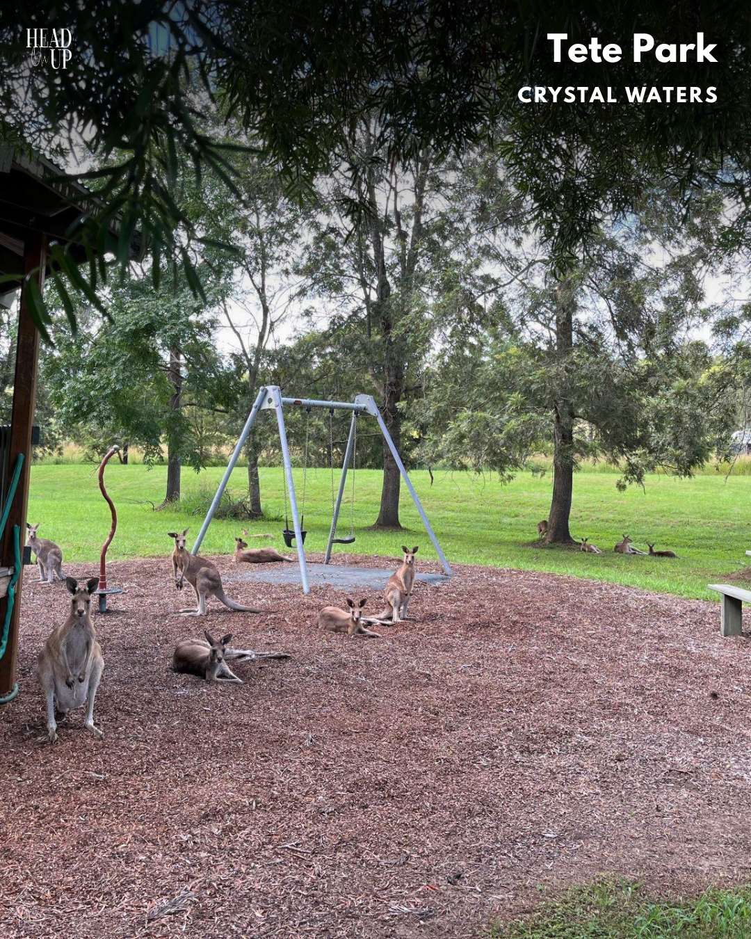 Tete Park Crystal Waters, Sunshine Coast hinterland stars